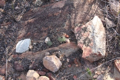 Eriospermum paradoxum