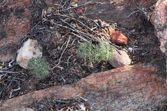 Eriospermum paradoxum