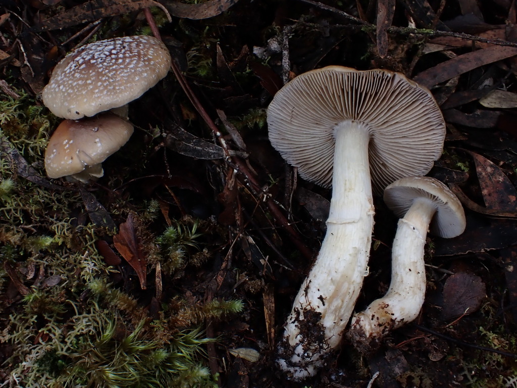 Cortinarius symeae · May 2025 · photo: © oqt (iNaturalist, cc-by)