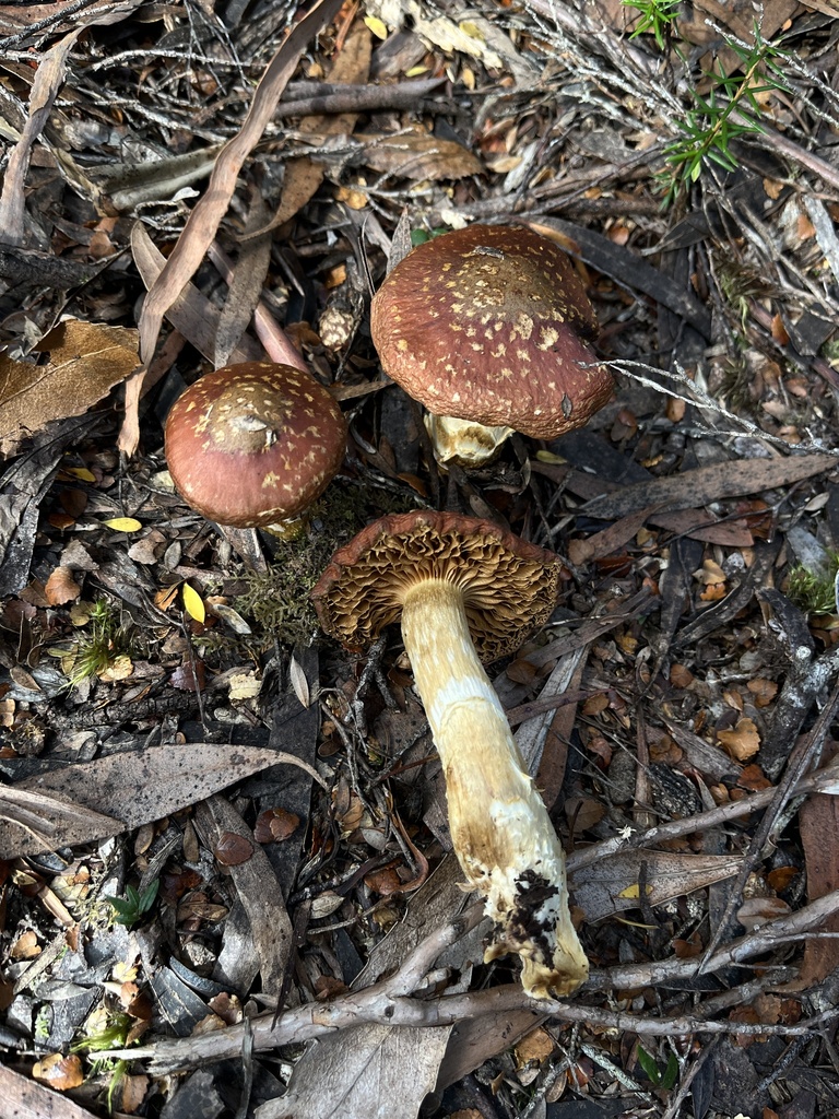 Cortinarius symeae · May 2025 · photo: © oqt (iNaturalist, cc-by)