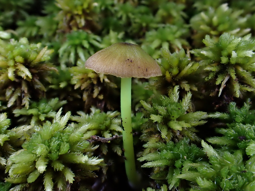Entoloma rodwayi · May 2025 · photo: © oqt (iNaturalist, cc-by)