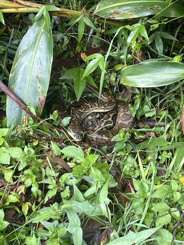 Coastal Carpet Python sighting