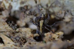 Pleioplectron hudsoni