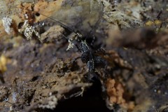 Pleioplectron hudsoni