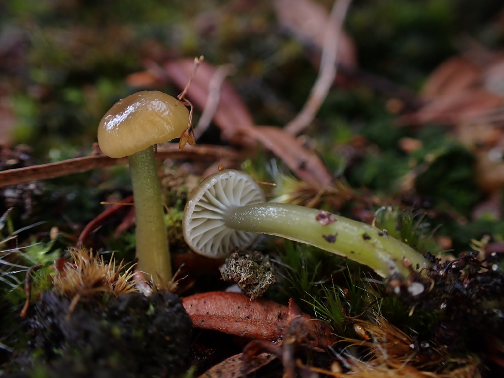 Gliophorus graminicolor · May 2025 · photo: © oqt (iNaturalist, cc-by)