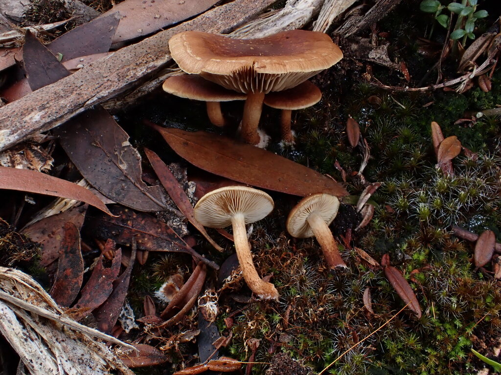 Pholiota communis · May 2025 · photo: © oqt (iNaturalist, cc-by)