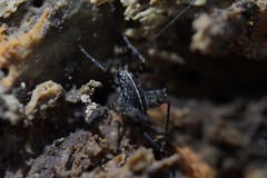 Pleioplectron hudsoni