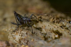 Pleioplectron hudsoni