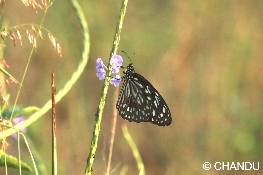 Dark Blue Tiger
