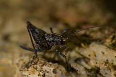 Pleioplectron hudsoni