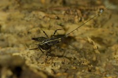 Pleioplectron hudsoni