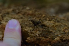 Pleioplectron hudsoni