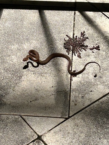 Brown Tree Snake sighting