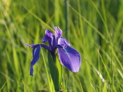 Iris laevigata