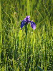 Iris laevigata