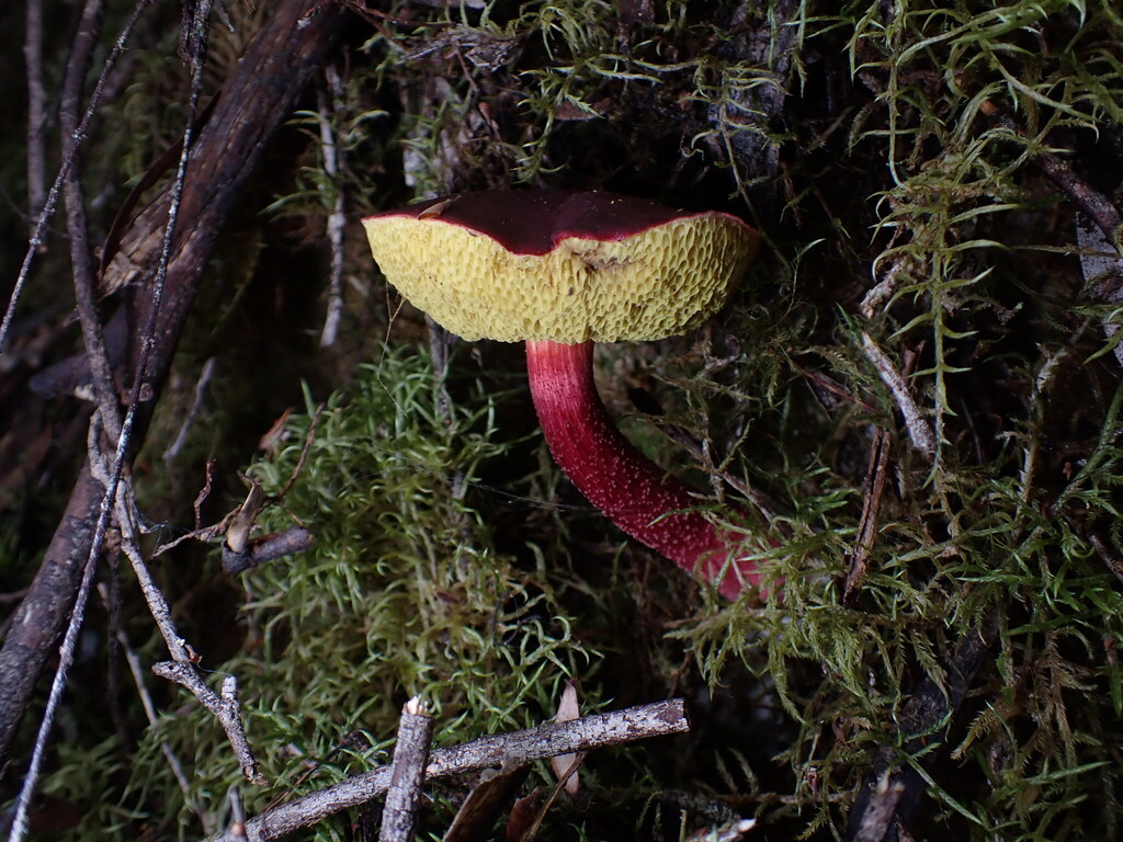 Boletellus obscurecoccineus · May 2025 · photo: © oqt (iNaturalist, cc-by)