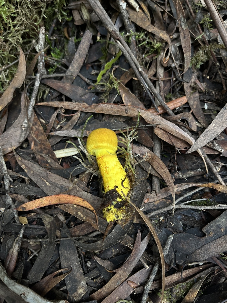 Cortinarius canarius · May 2025 · photo: © oqt (iNaturalist, cc-by)