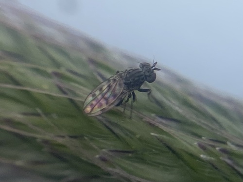 Philygria interstincta