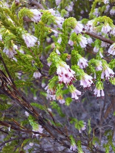 Image of Erica labialis by (c) Adele SL, some rights reserved (CC BY)