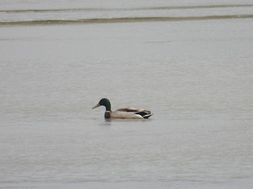 Mallard