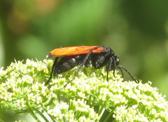 Calopompilus pyrrhomelas