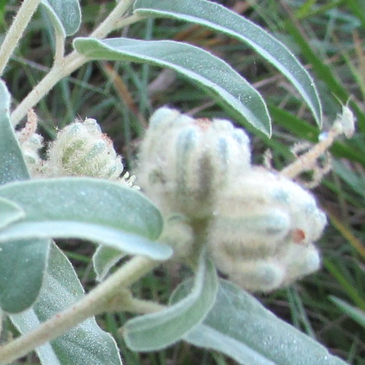 Wooly Croton (Plants of Dallas/Fort Worth) · iNaturalist