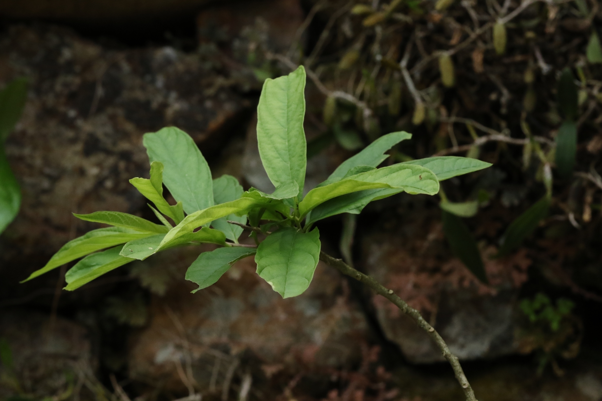 Frivolous Milkwort (Polygala fallax)