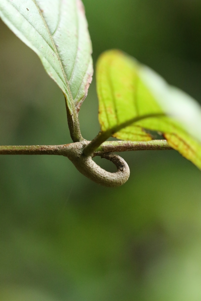 Uncaria macrophylla