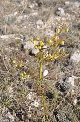 Ferulago galbanifera