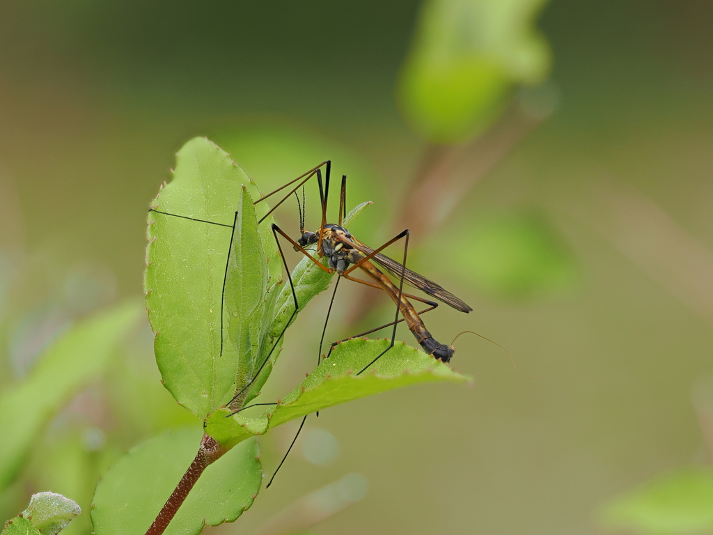 Nephrotoma pullata