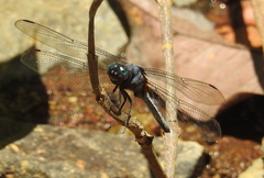 Orthetrum glaucum