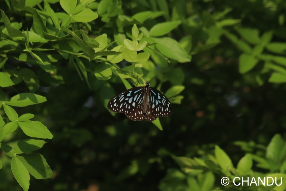 Dark Blue Tiger