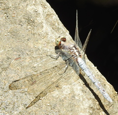 Orthetrum glaucum