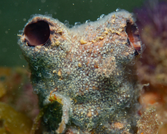 Leathery Sea Squirt photo 2