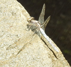 Orthetrum glaucum