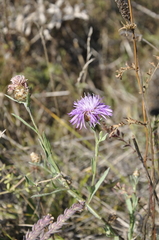 Centaurea jacea substituta