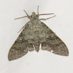 Manduca muscosa