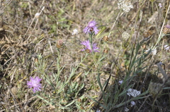 Centaurea jacea substituta