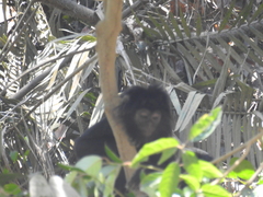 Trachypithecus auratus