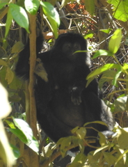Trachypithecus auratus