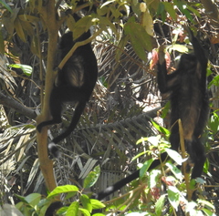 Trachypithecus auratus