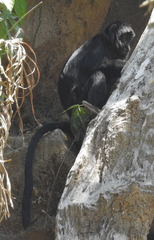 Trachypithecus auratus