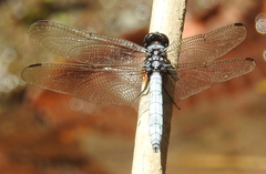 Orthetrum glaucum