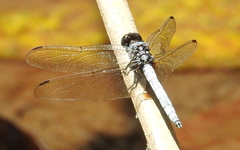 Orthetrum glaucum