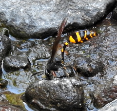 Phimenes flavopictus blanchardi