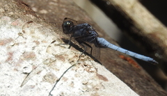 Orthetrum glaucum