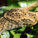 Blackspot Capeslug - Photo (c) magriet b, some rights reserved (CC BY-SA), uploaded by magriet b