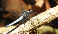 Orthetrum glaucum