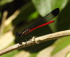 Rhinocypha pagenstecheri