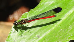 Rhinocypha pagenstecheri